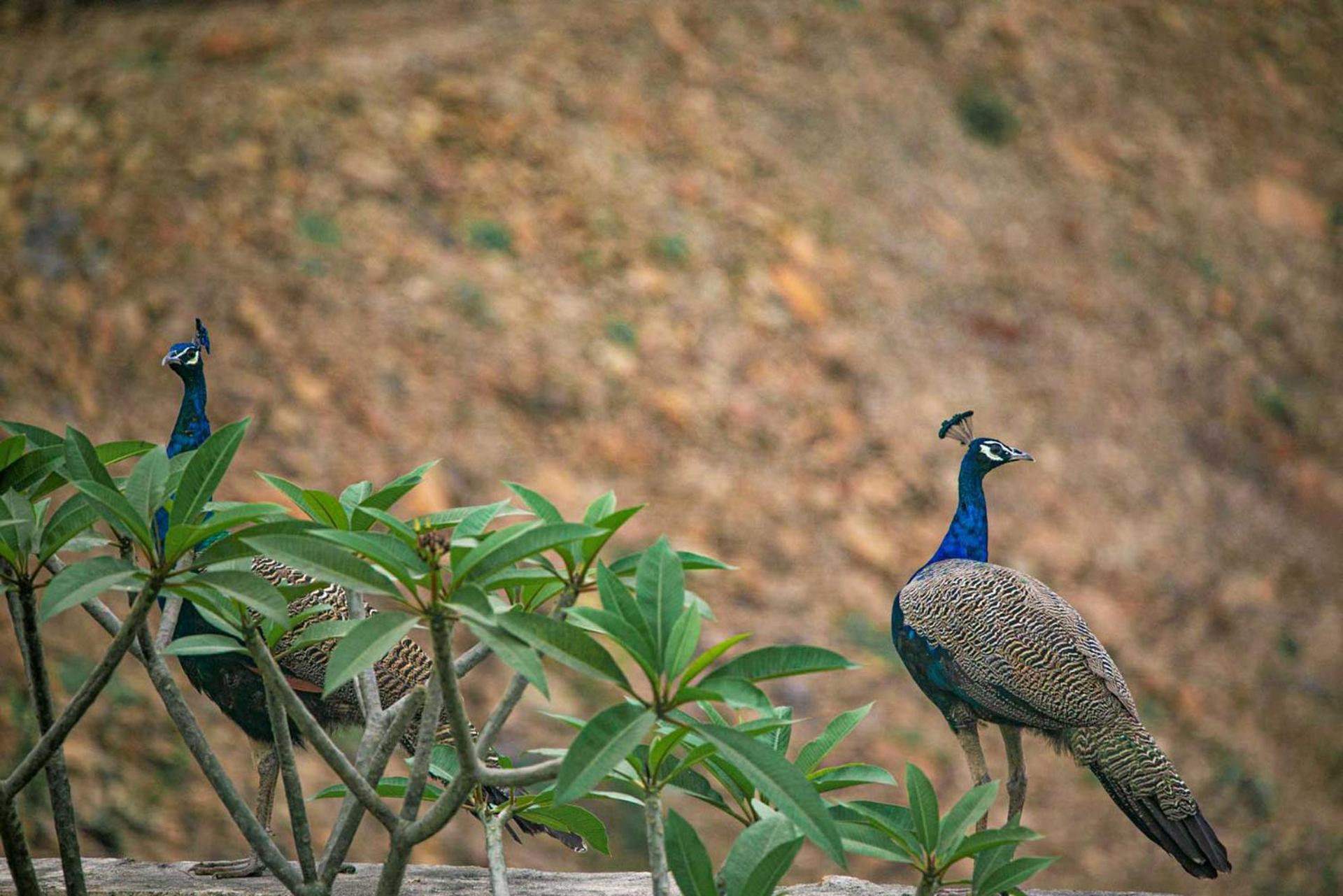 Open House By Stayvista - Nestled In Nature, Featuring A Swimming Pool & Expansive Lawn For A Serene Retreat Shikrapur エクステリア 写真